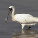 Spoonbills - Photo (c) Charles Lam, some rights reserved (CC BY-SA)