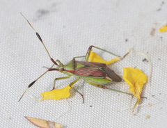 Pseudopantilius australis