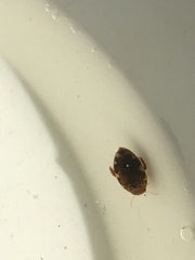 Laccophilus maculosus