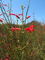 Gambelia juncea