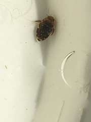 Laccophilus maculosus