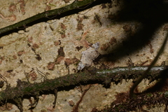 Araeopteron epiphracta