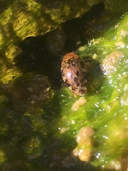 Laccophilus maculosus