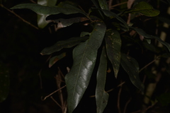 Beilschmiedia elliptica