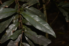 Beilschmiedia elliptica