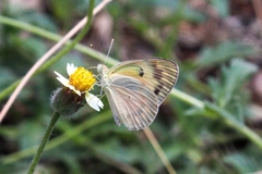 Colotis calais calais