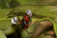 Dimidamus dimidiatus