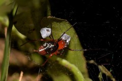 Dimidamus dimidiatus