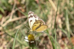 Colotis calais calais