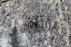 Parajotus