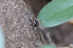 Parajotus