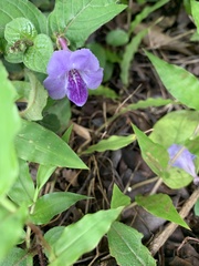 Asystasia dalzelliana