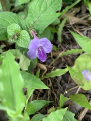 Asystasia dalzelliana