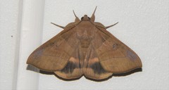 Achaea trapezoides