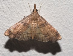 Diplopseustoides mineti