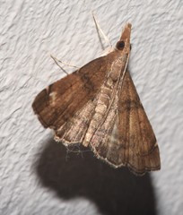 Diplopseustoides mineti