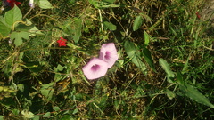 Lonchocarpus obovatus