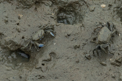 Macrophthalmus tomentosus