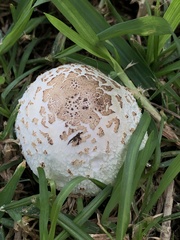 Chlorophyllum molybdites