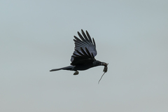 Corvus macrorhynchos levaillantii