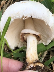 Chlorophyllum molybdites