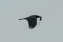 Corvus macrorhynchos levaillantii