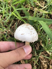 Chlorophyllum molybdites