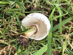 Chlorophyllum molybdites