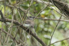 Pachycephala cinerea