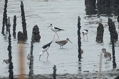 Limnodromus semipalmatus