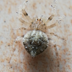 Araneae
