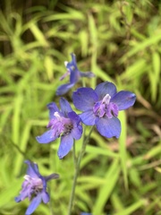 Delphinium malabaricum