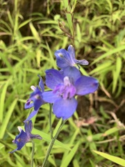 Delphinium malabaricum