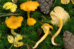 Cantharellus romagnesianus