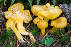 Cantharellus romagnesianus