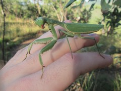 Sphodropoda quinquedens