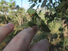 Sphodropoda quinquedens