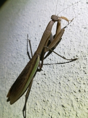 Tenodera sinensis