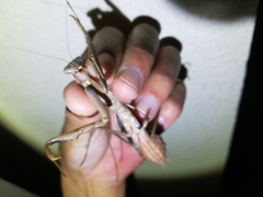 Tenodera sinensis