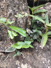 Mickelopteris cordata