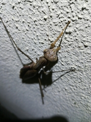 Tenodera sinensis