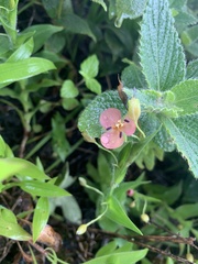 Murdannia lanuginosa