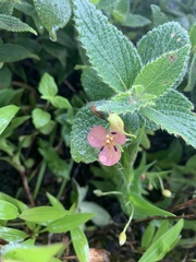 Murdannia lanuginosa