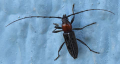 Stenosphenus dolosus