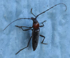 Stenosphenus dolosus