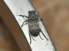Ecyrus