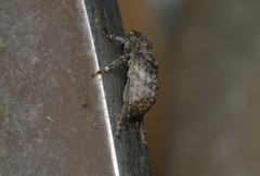 Ecyrus