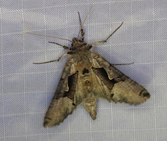 Autographa ampla
