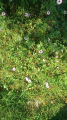 Lonchocarpus obovatus