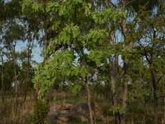 Terminalia ferdinandiana